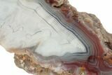 Polished Agate Nodule with Wegeler Effect - Agouim, Morocco #187109-1